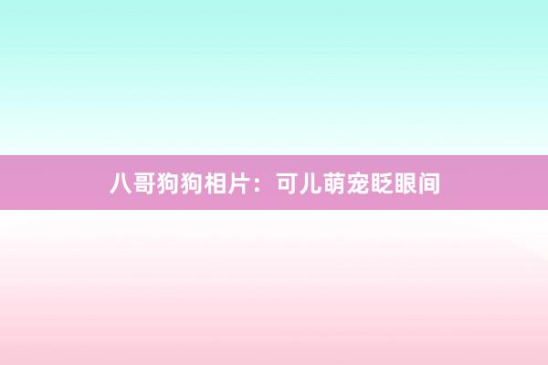 八哥狗狗相片：可儿萌宠眨眼间
